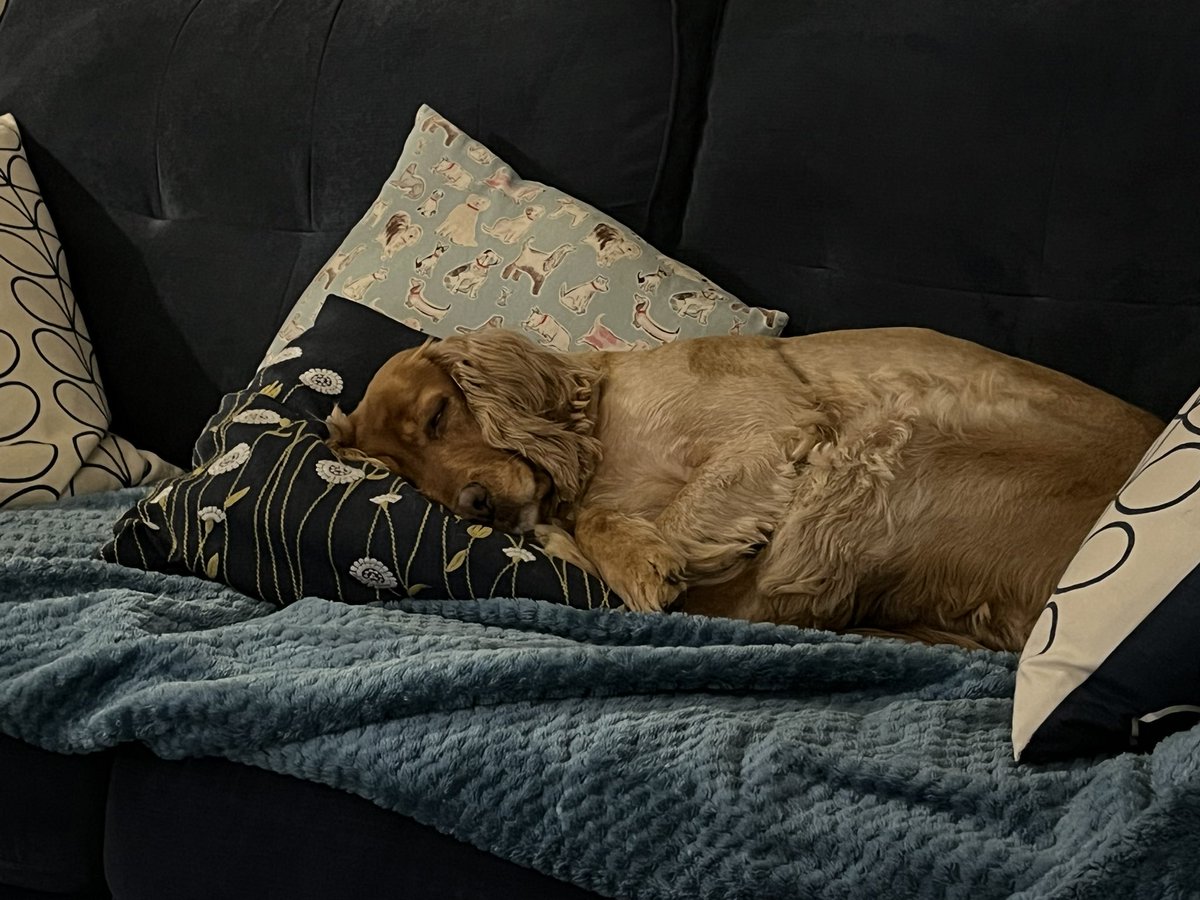 jimmymac20's tweet photo. @Phil_Sledge Got to be a golden cocker spaniel 🐶❤️ https://t.co/5Q2vLuZbVB