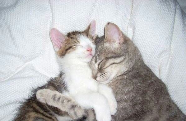 Miaw (@miaw) on Twitter photo 