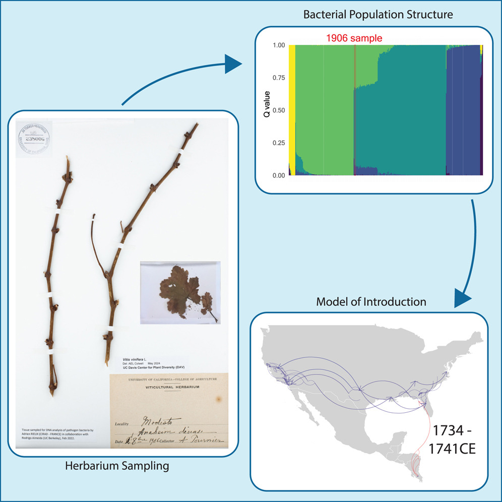 Alexandra Kahn 🦠🧬🌿 (@alexzebra321) on Twitter photo I'm thrilled to share our paper that just got published in <a href="/CurrentBiology/">Current Biology</a>
"Century-old herbarium specimen provides insights into Pierce’s disease of grapevines emergence in the Americas"
Check it out for a foray into epidemiology and CA wine history
cell.com/current-biolog… I'm thrilled to share our paper that just got published in <a href="/CurrentBiology/">Current Biology</a>
"Century-old herbarium specimen provides insights into Pierce’s disease of grapevines emergence in the Americas"
Check it out for a foray into epidemiology and CA wine history
cell.com/current-biolog…