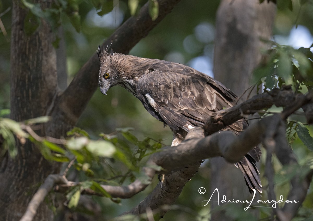 Adrian Langdon (@maxshearwater) on Twitter photo Updated my blog, this time with some misc Birds of Prey I took in India recently. Please click on the link to read blog & see all the photos...images-naturally.co.uk/2025/01/birds-…
<a href="/CBWPS1/">Cornwall Birds</a> <a href="/Kernowringer/">Peter Roseveare</a> <a href="/camelbirder/">Derek Julian</a> <a href="/BobBosisto/">Bob Bosisto</a> <a href="/JasminaGoodair/">Jasmina Goodair</a> Updated my blog, this time with some misc Birds of Prey I took in India recently. Please click on the link to read blog & see all the photos...images-naturally.co.uk/2025/01/birds-…
<a href="/CBWPS1/">Cornwall Birds</a> <a href="/Kernowringer/">Peter Roseveare</a> <a href="/camelbirder/">Derek Julian</a> <a href="/BobBosisto/">Bob Bosisto</a> <a href="/JasminaGoodair/">Jasmina Goodair</a>