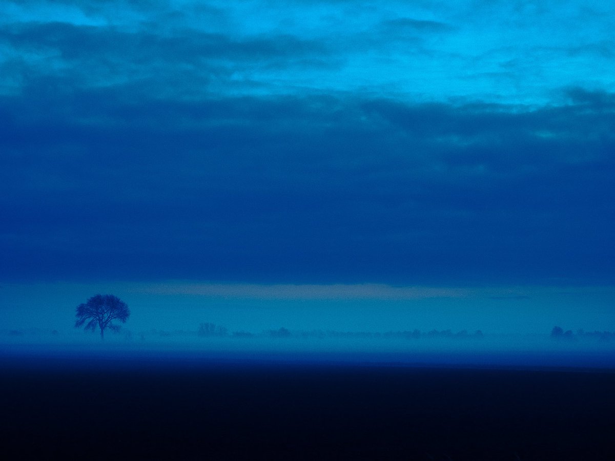 In case you needed a photograph of a tree in The Fens in your timeline. You may not have realised you wanted it, but here it is. From me to you.
