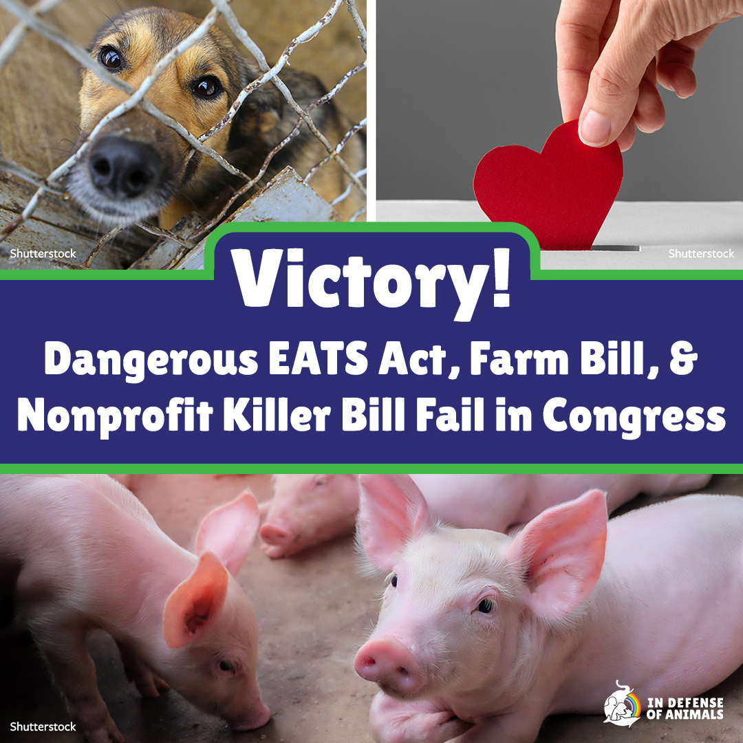 IDAUSA's tweet photo. Dangerous #EATSAct, bad #FARMBill, & #NonprofitKiller bill fail in Congress for now, a positive outcome for farmed animals, animal protection laws, & nonprofits: https://t.co/KVTMI7brat
Pls RT and support our work: https://t.co/Jiq9n4MZJ2 https://t.co/jvAw3lTilN