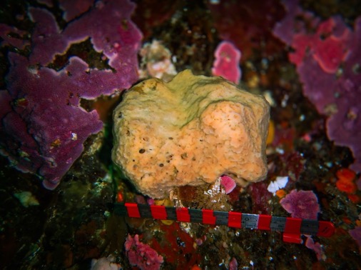 1/🧽ONC's seafloor cameras captured 4 years of sea sponge life off BC’s coast—the longest continuous recording of these ancient animals!

Dive into the details of this sea sponge stakeout 🌊bit.ly/3W8aT5A