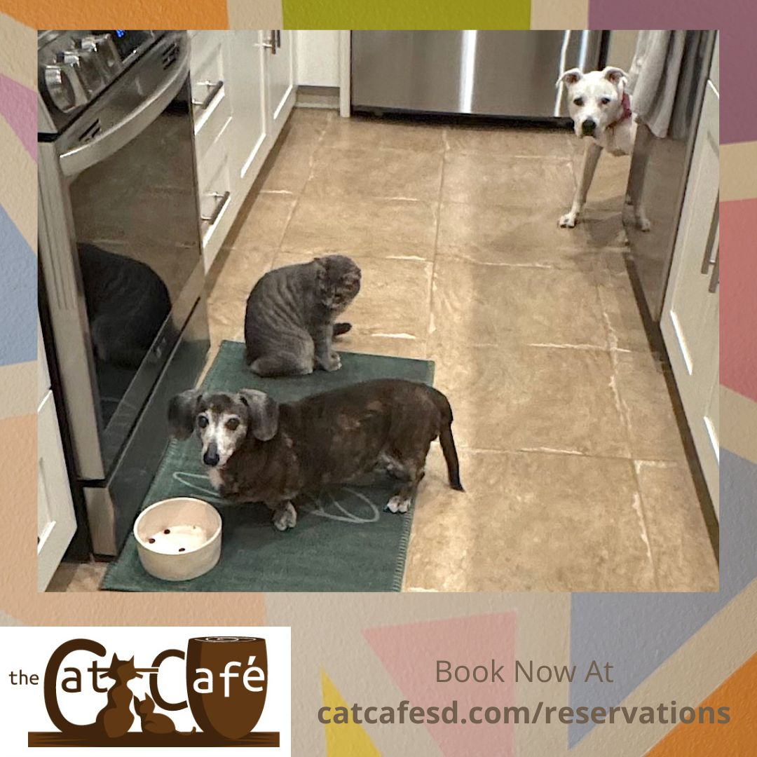CatCafeSanDiego's tweet photo. Spring looks like she wants to eat out of the dish of one of her new canine family members. #catcafesd #catcafe #catsofsandiego #adoptdontshop #graytabby #padrespets #rescuehouse https://t.co/UB4hVjNeRW