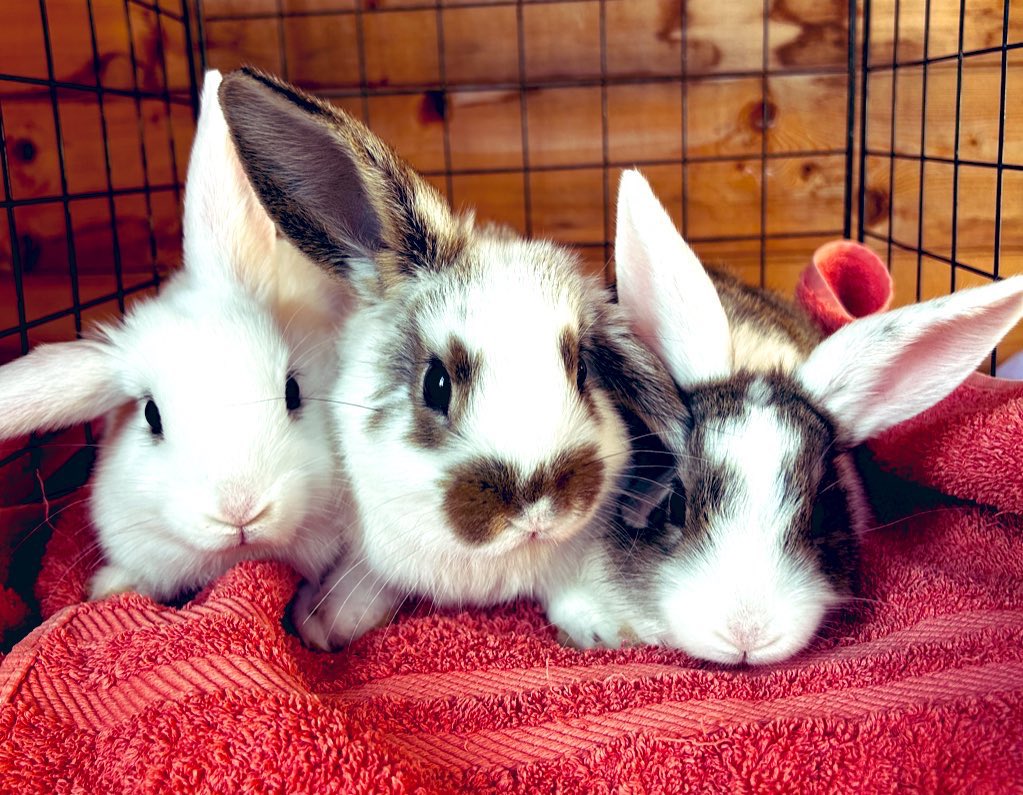 So the moral of the story is….the more you guys interact with our posts and share them, the more people they reach so please support bunnies with an interaction 😍😍😍