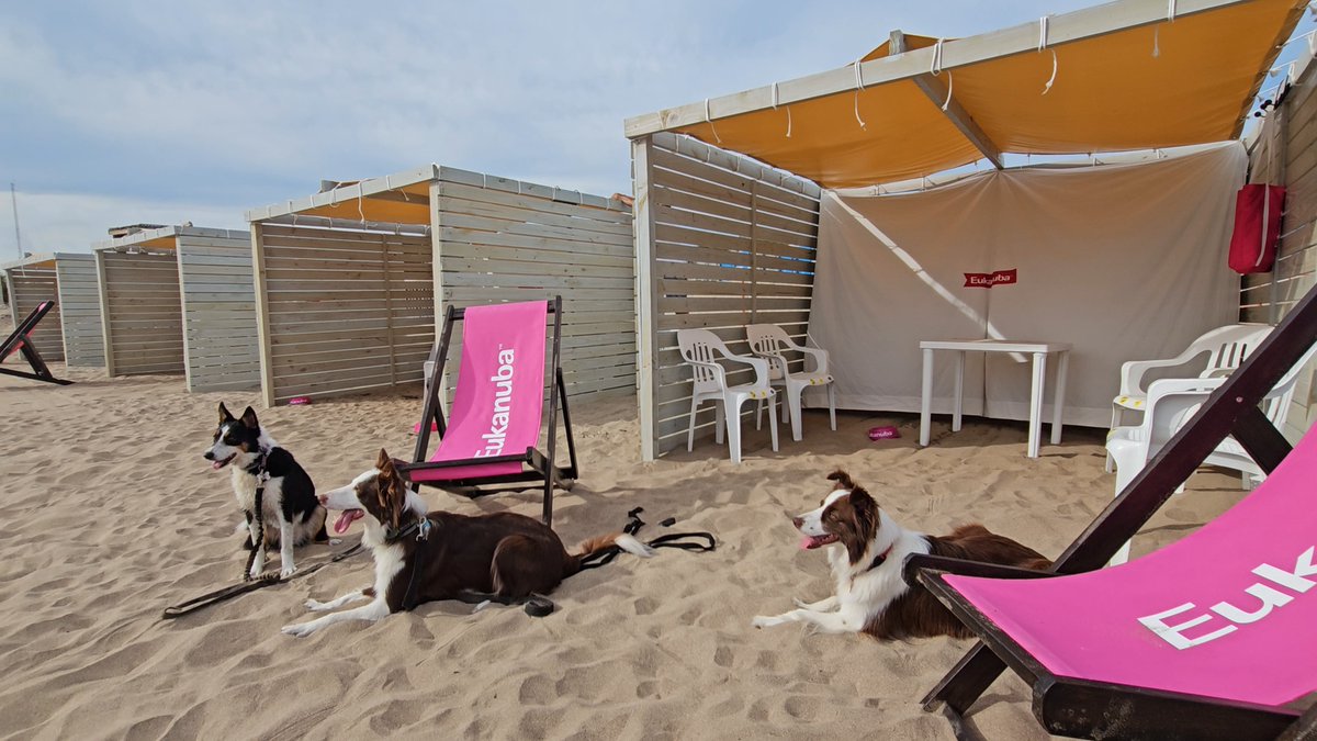 Mar del Plata, Pinamar y Chascomús: Eukanuba presenta su “Ruta Dog friendly” para el verano 2025 <a href="/EukanubaAr/">Eukanuba Argentina</a> 
marcelafittipaldi.com.ar/2025/01/mar-de……a-el-verano-2025/