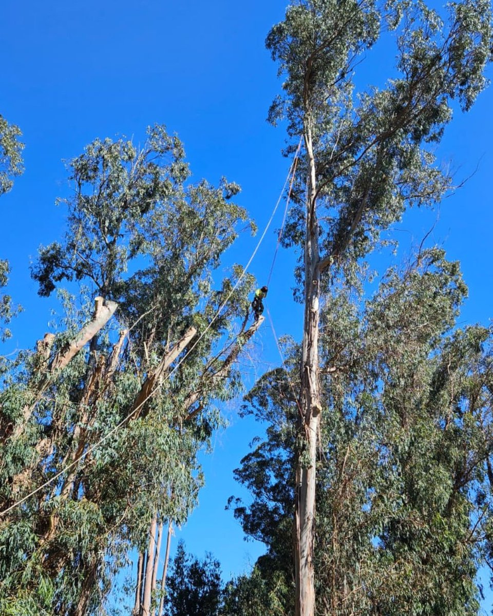 ArborCare_Group's tweet photo. The next best option to Tarzan ;-). Our Tree Care Specialists know a thing or two about climbing tall trees!
📲 707-755-4138 for a free estimate today! https://t.co/6kWL40yQLp
