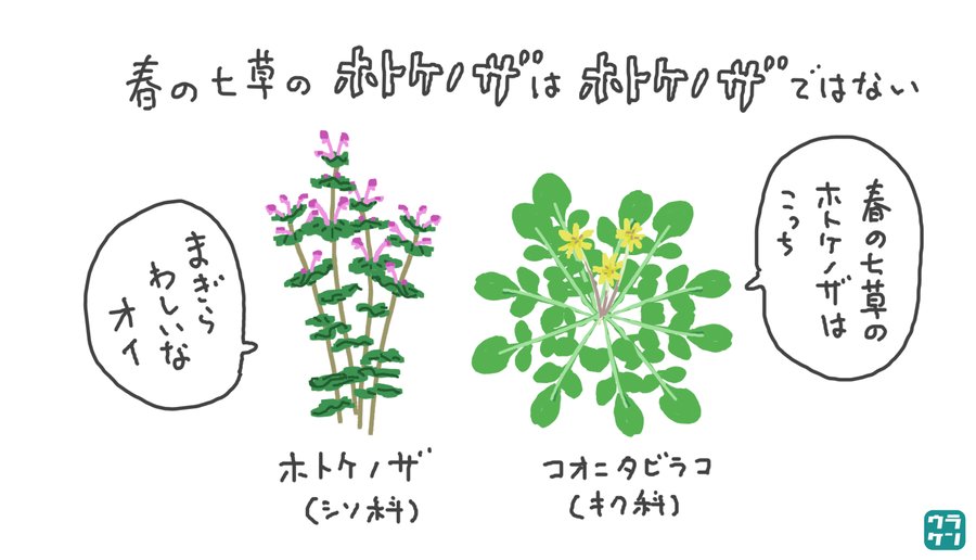 七草がゆの日ですが、春の七草の「ほとけのざ」は、「ほとけのざ」ではないという、ややこしい事実を知ったので、みなさんも一緒にややこしくなってください。

#七草粥 