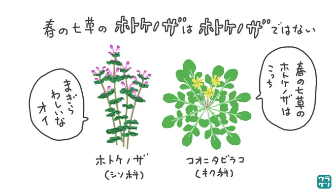 七草がゆの日ですが、春の七草の「ほとけのざ」は、「ほとけのざ」ではないという、ややこしい事実を知ったので、みなさんも一緒にややこしくなってください。

#七草粥 