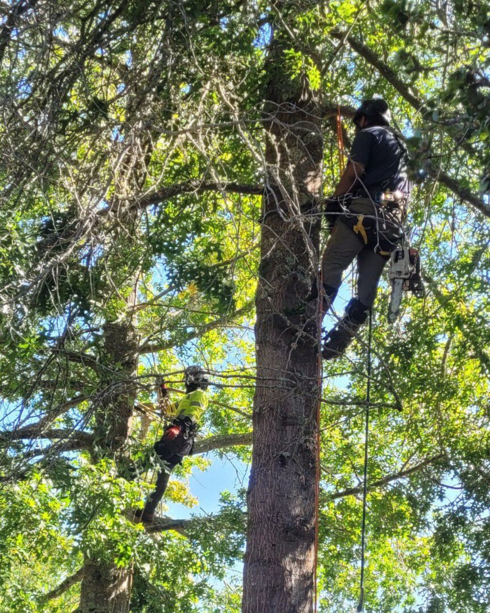 ArborCare_Group's tweet photo. Teamwork Makes the Treework... Or something like that ;-)
Here are a couple of our tree specialists trimming up and keeping this tree fresh and healthy.
📲 707-755-4138 for a free estimate today!
#sonoma #napa #santarosa https://t.co/OkRklxqmcA