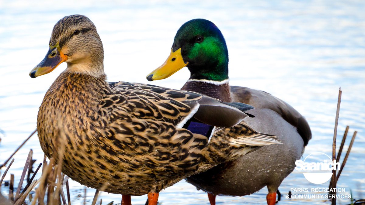 H5N1, a type of avian influenza, is spreading among wild birds in B.C. To prevent transmission in wild birds, please avoid feeding wild ducks in Saanich parks.
All signage about feeding ducks has been removed in Saanich parks.
For more information, visit saanich.ca/parks