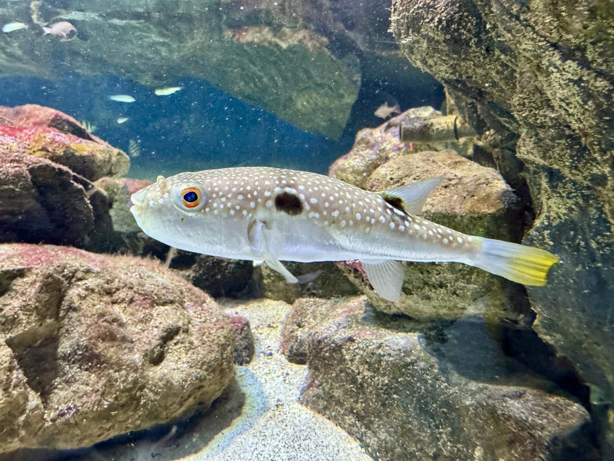 釣り人3年生的
#鳥羽水族館 おすすめポイント２📍
人懐っこい #クサフグ がいる🐡

目で追いかけて来てくれるし、とにかく可愛い…！！！
愛嬌抜群でした🥹🤍
（飼いたくなっちゃう🤫）

今年も何回か海で会うかもしれないけど、去年よりもさらに、丁寧に、優しくリリースするね！←