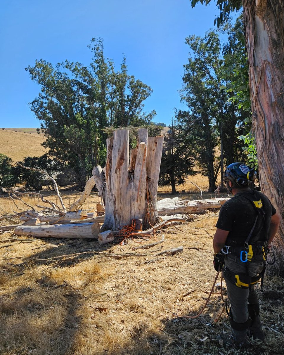 ArborCare_Group's tweet photo. Can you see the satisfaction in his stance? 
📲 707-755-4138 for a free estimate today! https://t.co/ESowZiCn5r