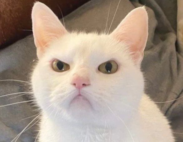 キッドブラスト ♡ tweet media