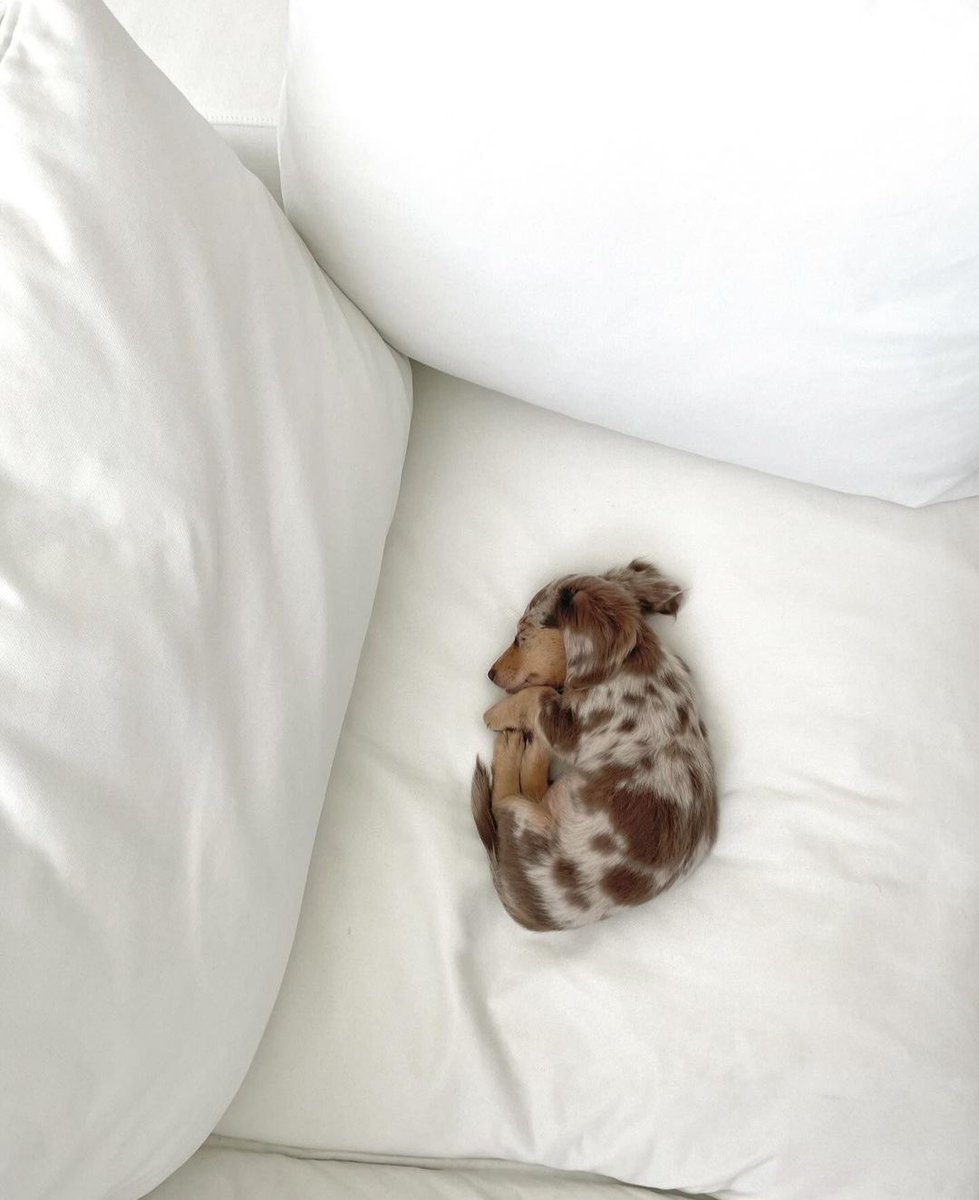 This is Hazelnut. She is both teeny tiny and comfy cozy. Dynamite combo. 12/10