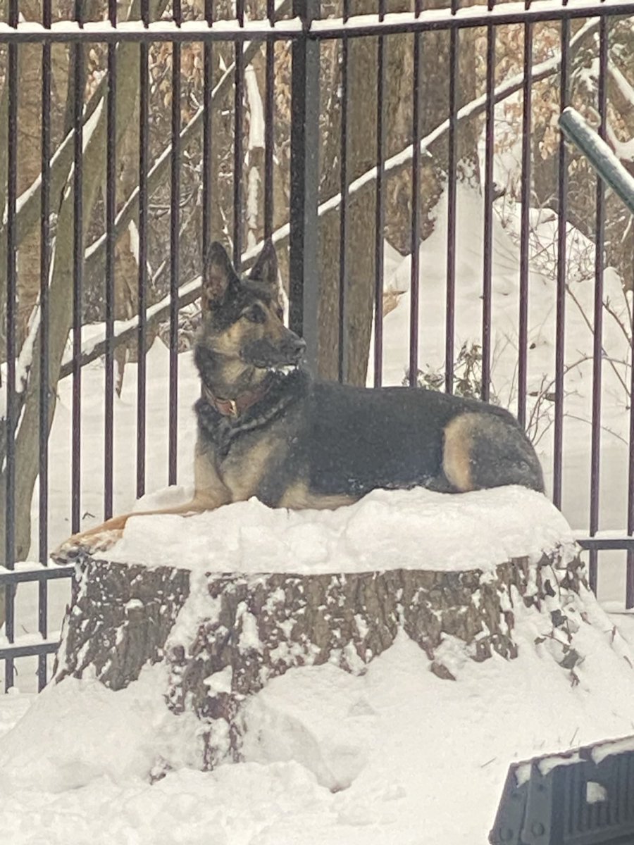 RobinTT1's tweet image. This guy....smh #baltimoresnow #SnowDay #dogs