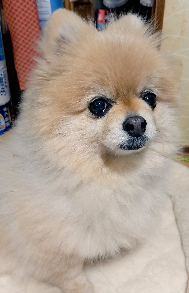 こんな顔されたら仕事行きたくなくなる😣

#ポメラニアン