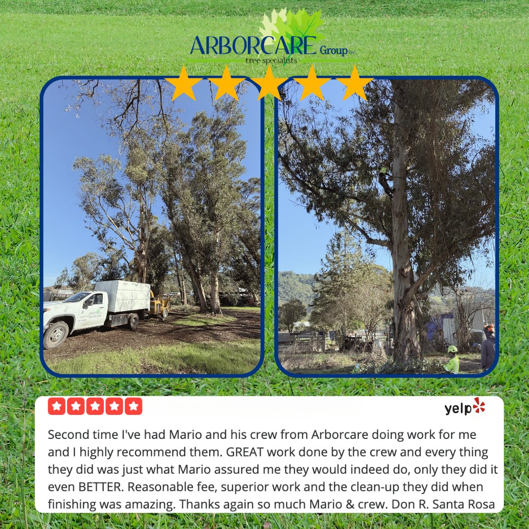 ArborCare_Group's tweet photo. Keeping Marin County’s trees safe, beautiful, and well-maintained for over two decades. 🌱 Trust the specialists at ArborCare Group! 🌟 #MarinCounty #TreeCareExperts https://t.co/vXstBwVtN5