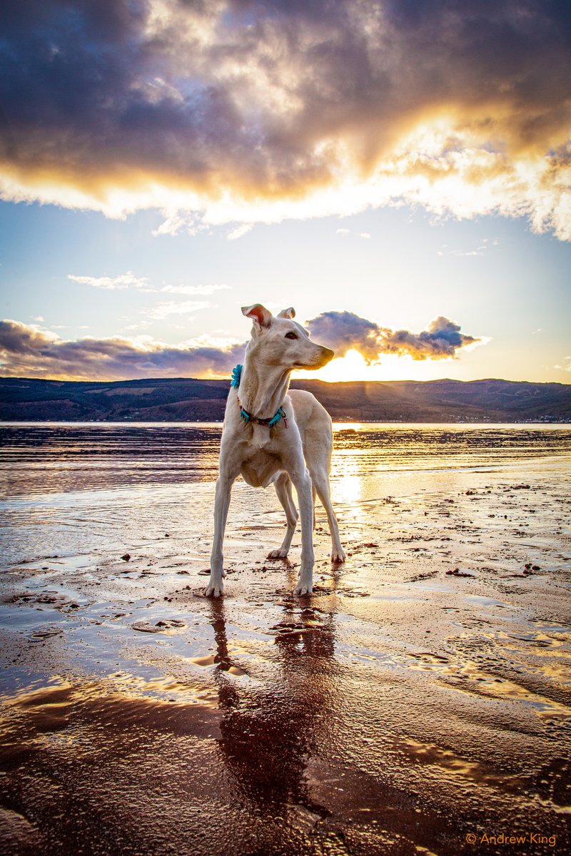 Bella the Lurcher tweet media