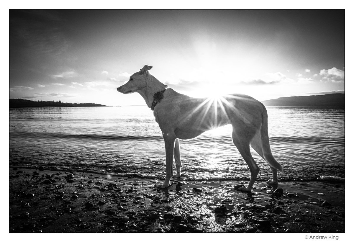 From Bella's human, Andrew: 
With profound sadness I have to announce my best pal, Bella today has crossed the Rainbow Bridge. 
I am heartbroken. 
Goodbye old friend. 🐾❤️