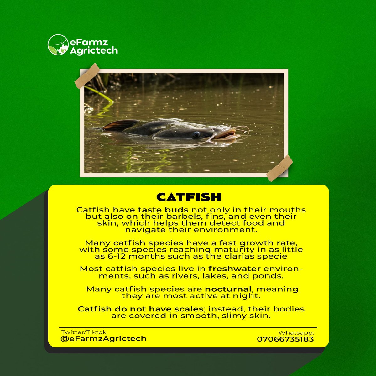 eFarmzAgrictech's tweet photo. Did you know catfish have taste buds all over their bodies?! 🤯 Learn more about these fascinating creatures and follow us for more fun fish facts! #Catfish #Aquaculture #eFarmz https://t.co/SmCOT3Whms