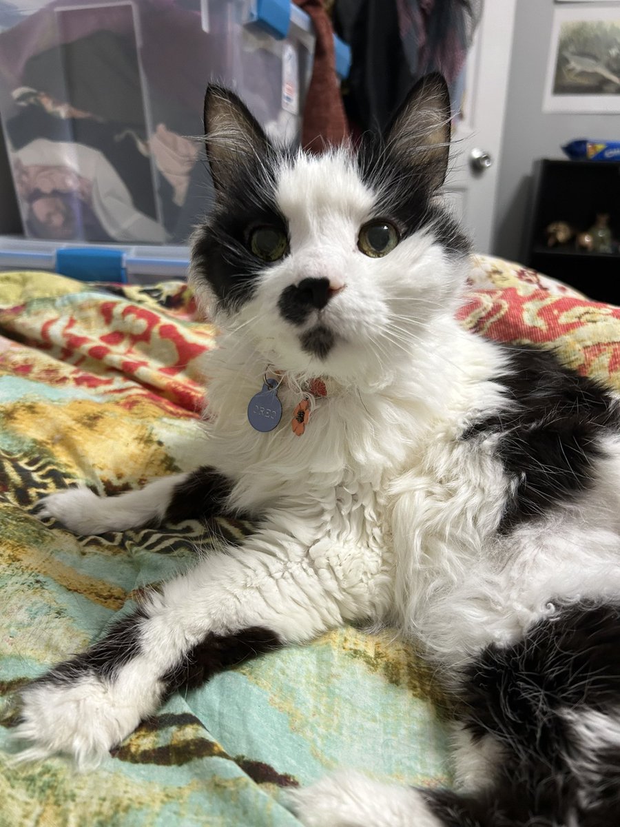 monkey & zoe ❤️ oreo 🌈 tweet media