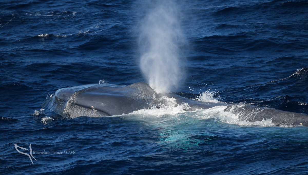 Luciana Ferreira (@luoceano) on Twitter photo Our most recent publication led by <a href="/m_thumsy/">Michele Thums</a> looking at pygmy blue whale diving behaviour and using dive data to validate foraging areas defined with movement data with collaborators from <a href="/aims_gov_au/">Australian Institute of Marine Science</a> <a href="/CWR_WA/">Centre4WhaleResearch</a> <a href="/CurtinUni/">Curtin University</a> <a href="/Flinders/">Flinders University</a>
sciencedirect.com/science/articl… Our most recent publication led by <a href="/m_thumsy/">Michele Thums</a> looking at pygmy blue whale diving behaviour and using dive data to validate foraging areas defined with movement data with collaborators from <a href="/aims_gov_au/">Australian Institute of Marine Science</a> <a href="/CWR_WA/">Centre4WhaleResearch</a> <a href="/CurtinUni/">Curtin University</a> <a href="/Flinders/">Flinders University</a>
sciencedirect.com/science/articl…