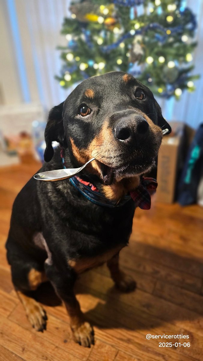 Team Servicerottie🇨🇦🐕‍🦺🦽 tweet media