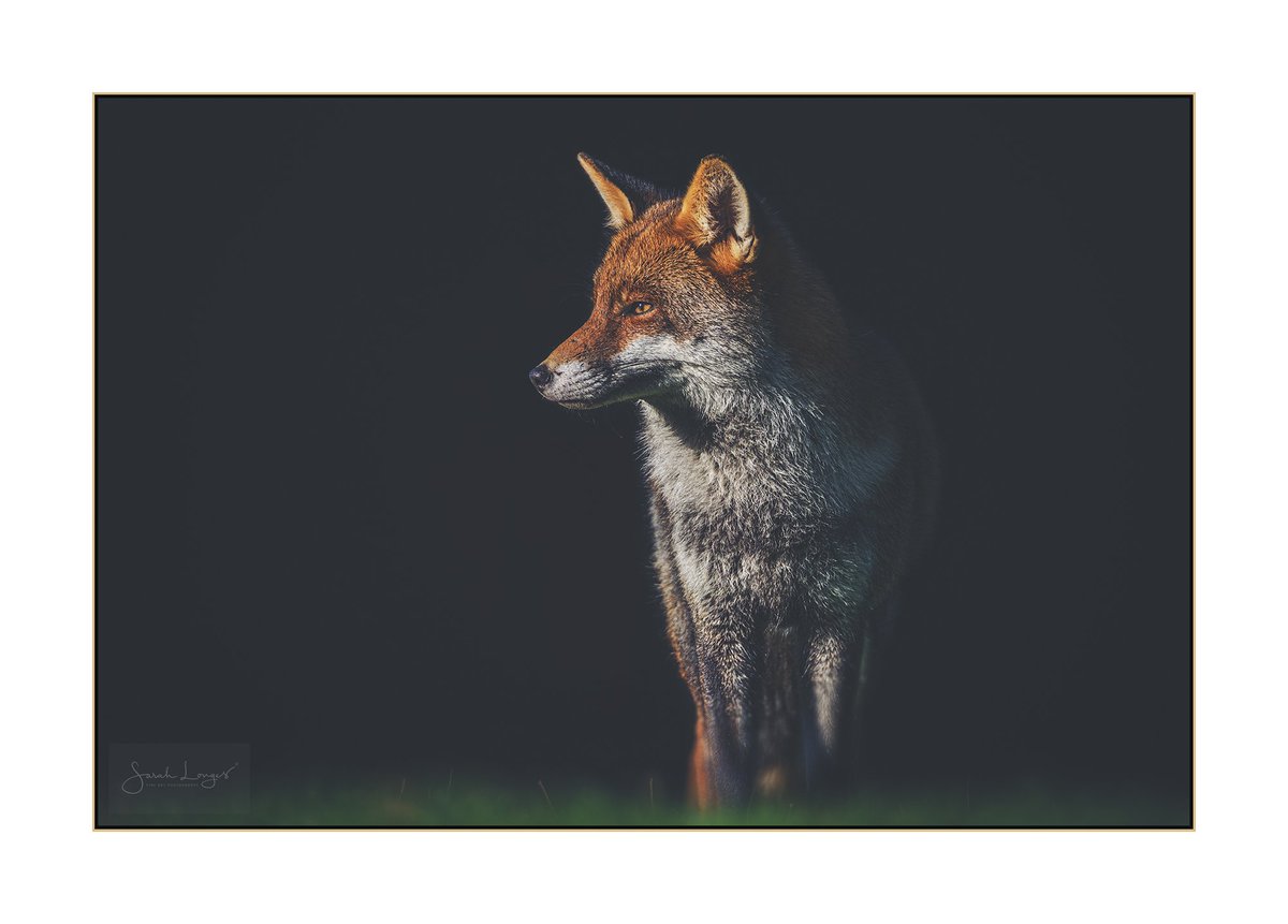 Winter Sun #FoxOfTheDay

This young #dogfox is from a group I'll be watching this year at #KewGardens. We went for the frost, &amp; got glorious #lowlight from the sun 😍 #nature #wildlife #foxes #redfox #sheclicksnet