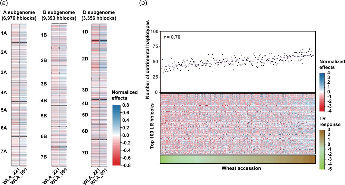 Establishment of haploblock-based catalogue and stacking simulations for six major diseases reveals potential to improve multiple disease resistance in wheat.

rdcu.be/d1kMz