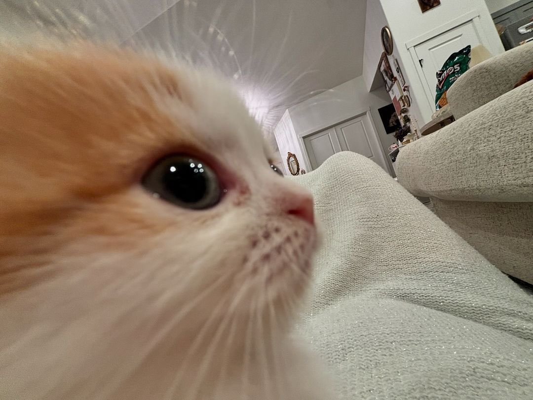 𝓈𝒶𝓉𝑒𝓁𝓁𝒶 tweet media