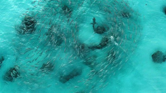 BahamasSportFishing tweet media