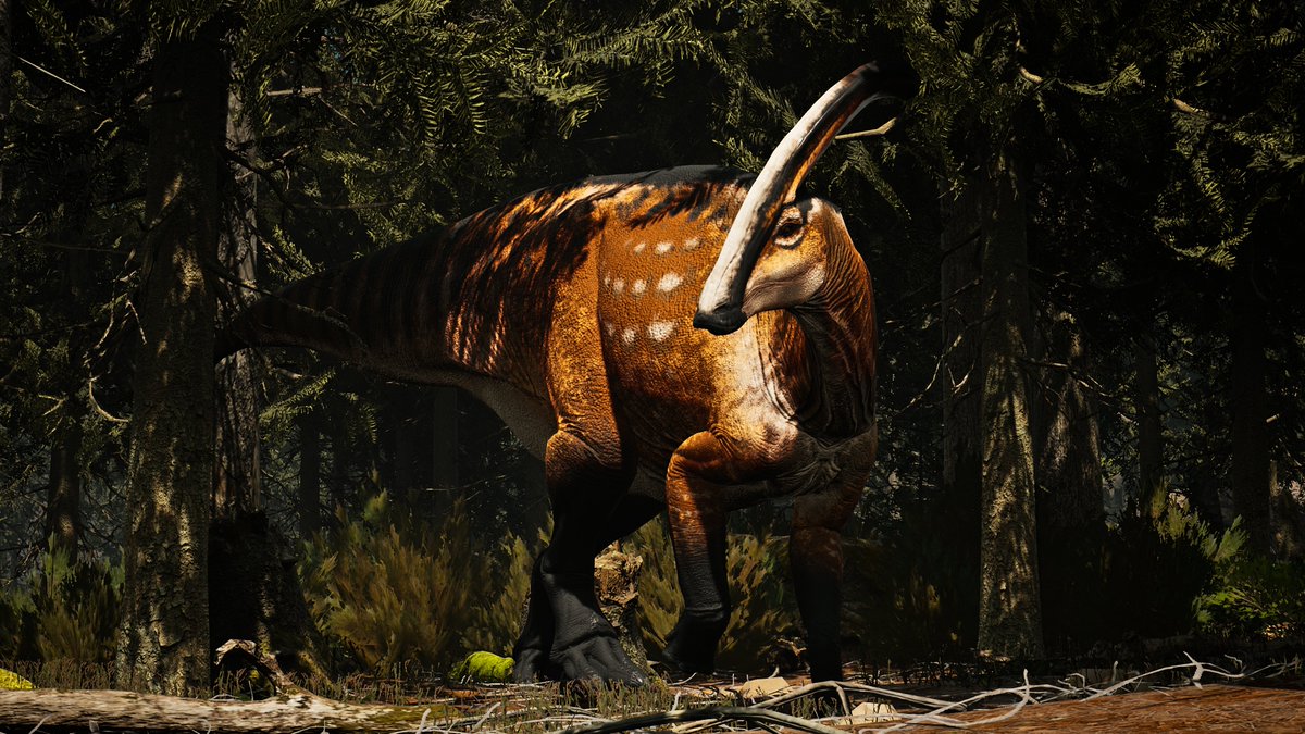 PFPD24's tweet image. Parasaurolophus walkeri

Another of the giants that inhabited the Dinosar Park Formation during the Cretaceous 77-74 Ma. this is one of the most studied Hadrosaurs by paleontologists due to its unusual hollow crest. we captured this one in a forest.

#pathoftitans