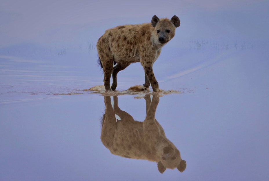 Am Soc Mammalogists (@mammalogists) on Twitter photo Subtle diurnal microbial rhythms in a large mammalian carnivore doi.org/10.1093/jmamma… @EcoEvoDom <a href="/risely_a/">Alice Risely</a> <a href="/KevinRTheis/">Kevin R Theis</a> @ConnieLaBiologa
The gut bacteria of wild spotted hyenas change throughout the day. Diurnal gut microbial rhythms may be common and ecologically important. Subtle diurnal microbial rhythms in a large mammalian carnivore doi.org/10.1093/jmamma… @EcoEvoDom <a href="/risely_a/">Alice Risely</a> <a href="/KevinRTheis/">Kevin R Theis</a> @ConnieLaBiologa
The gut bacteria of wild spotted hyenas change throughout the day. Diurnal gut microbial rhythms may be common and ecologically important.