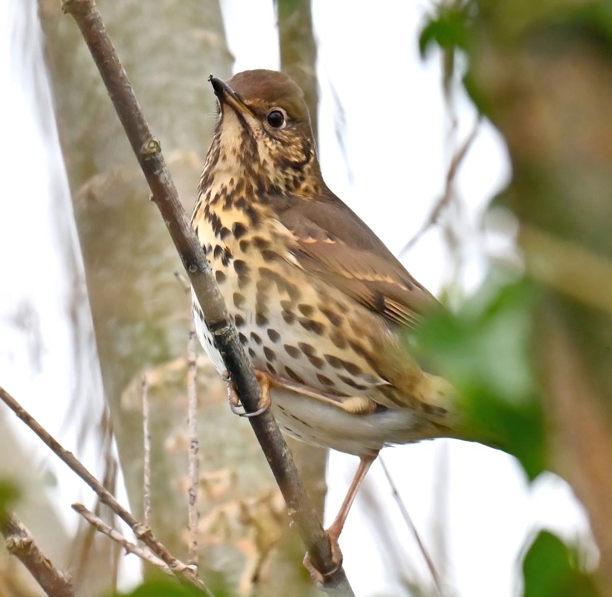 Always thrilled to see a Song Thrush nowadays, they were very common when I was a young lad.
 Taken recently at RSPB Greylake in Somerset. 😊🐦