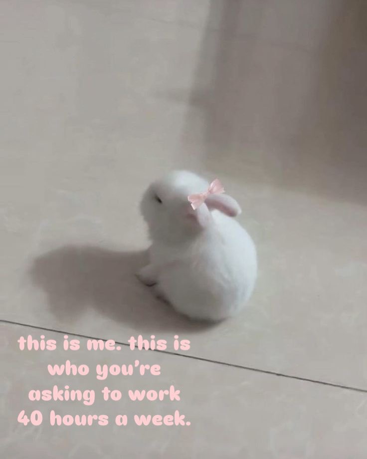 Bunnies tweet picture