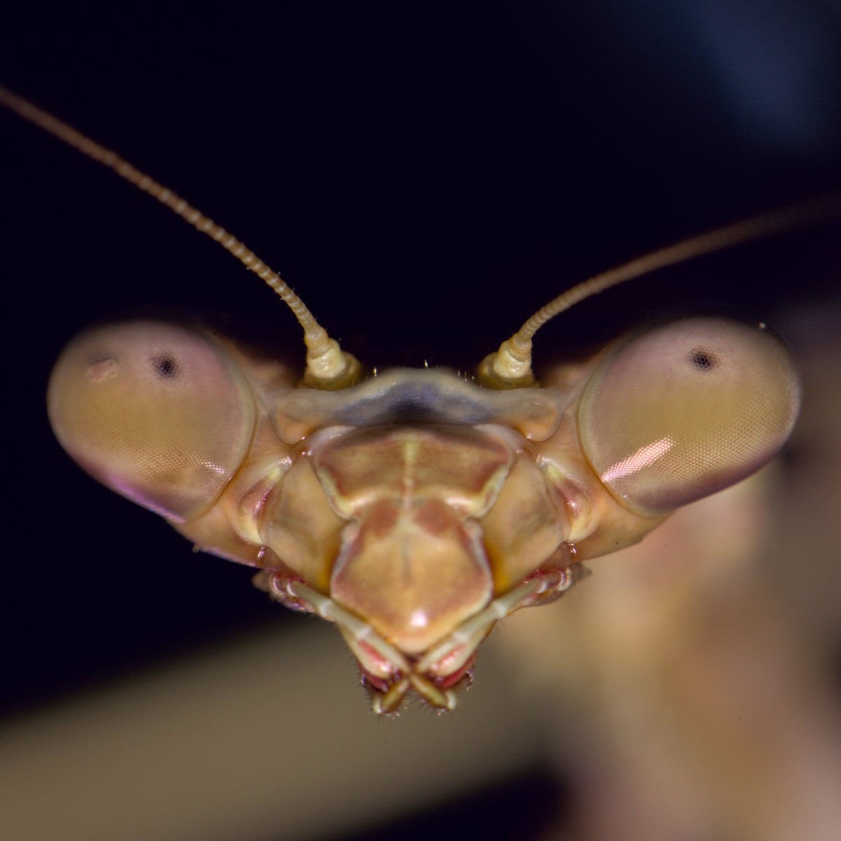 soswow's tweet photo. Praying mantis https://t.co/1trkHENBDW