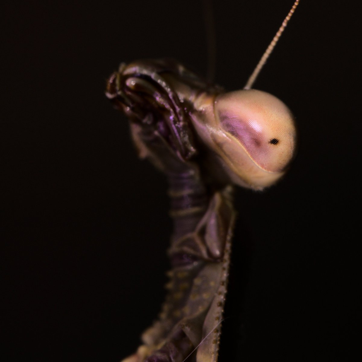 soswow's tweet photo. Praying mantis https://t.co/1trkHENBDW
