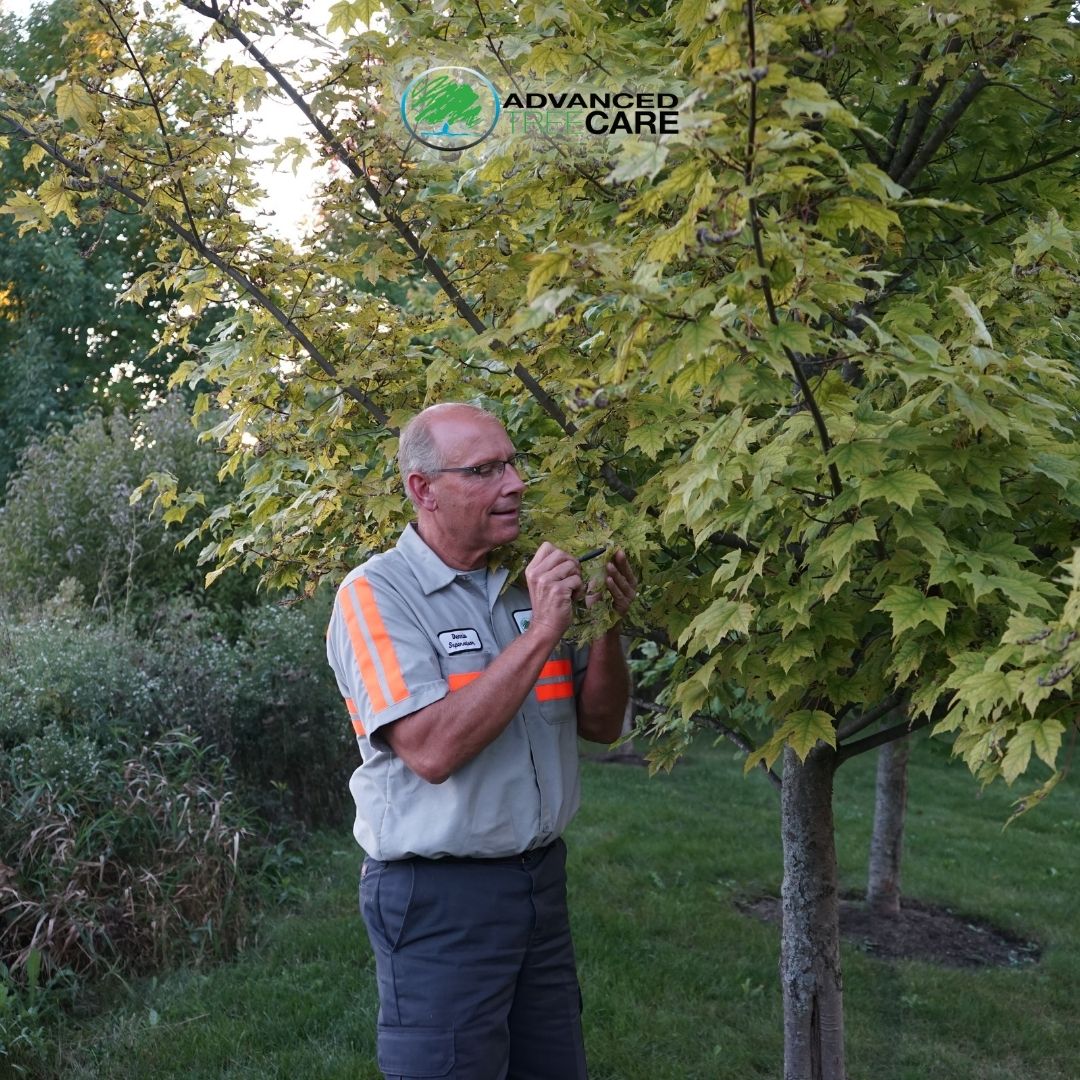 AdvancedTree1's tweet photo. Plant health is at the heart of what we do, and our dedicated team treats it with the utmost care and seriousness. 🌱💪

Learn more here: https://t.co/04UTzRTYep

#AdvancedTreeCare #TreeCare #TopTreeCare #TreeService #TreeRemovalService #Landscaping https://t.co/J14kW2BOiO