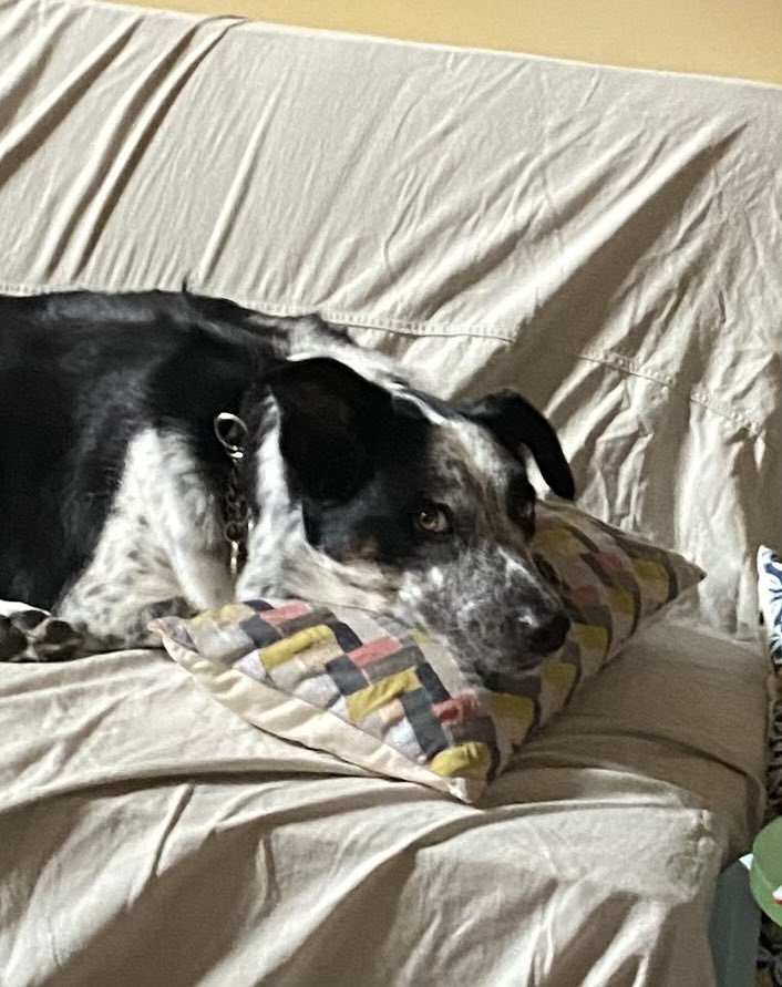 $Jasper with this famous side-eye 🥹