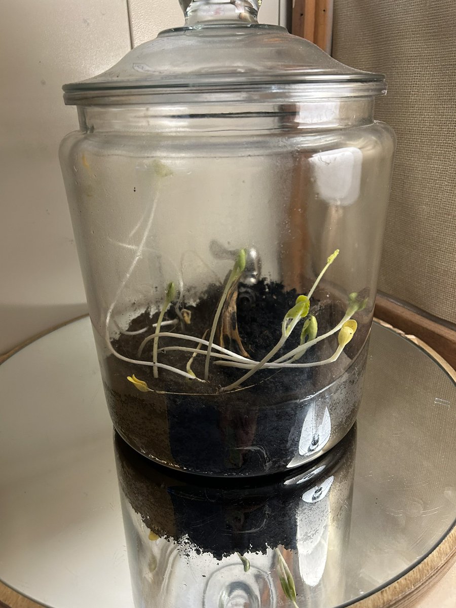 Mrs Lymburner tweet media