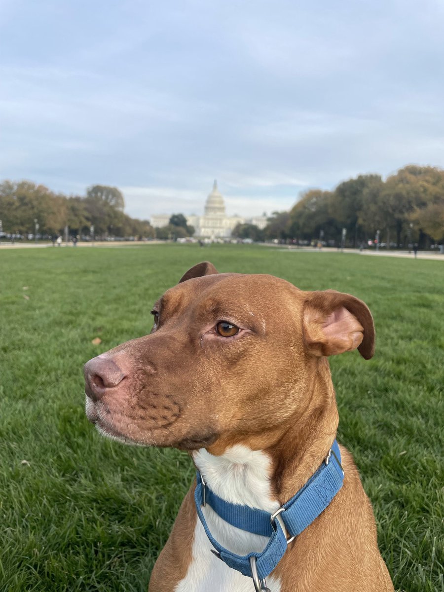 zach_wide's tweet photo. 7 years since I rescued Fitz! He’s come a long way. https://t.co/CxePfXXf8h