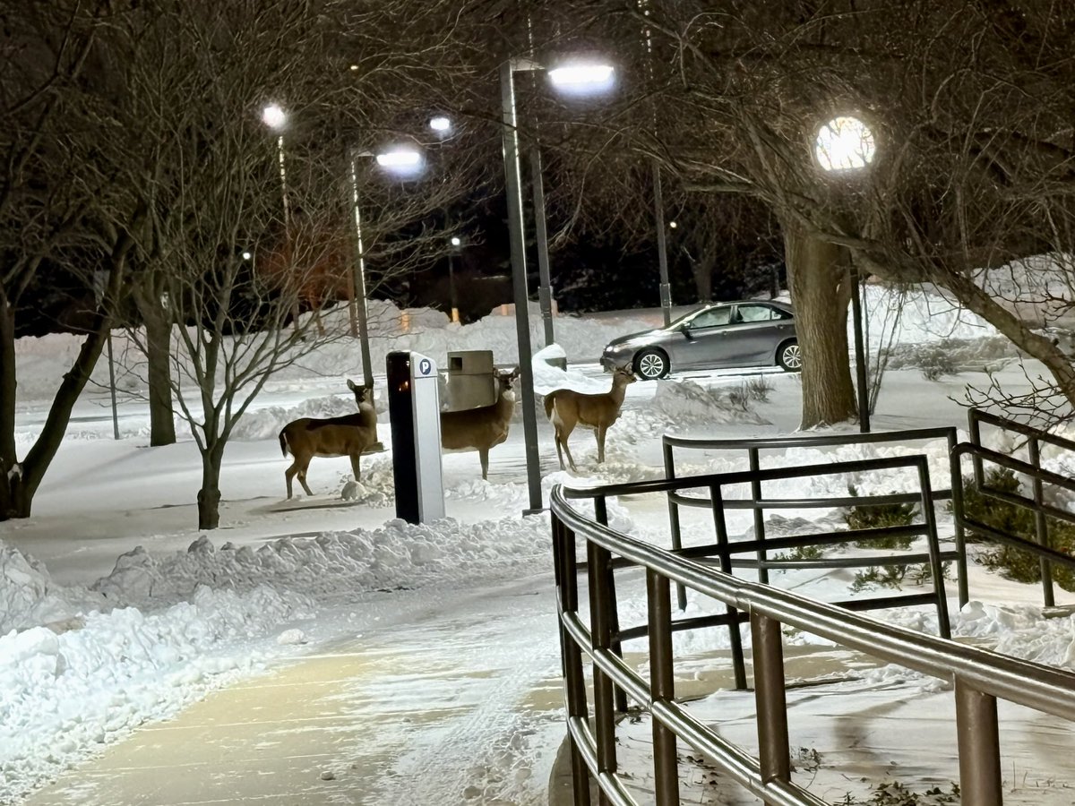 Look who was having some fun in the snow and keeping an eye on my car! There were about six of them waiting to greet me as I left <a href="/UISedu/">University of Illinois Springfield</a> tonight.