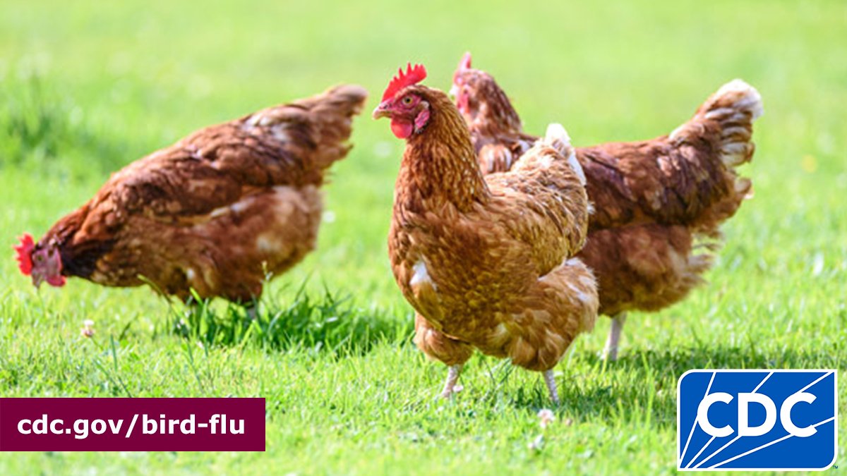 CDC recently confirmed a case of severe illness with #H5N1 bird flu in a person who had exposure to sick and dead backyard birds. CDC has information for owners of backyard poultry flocks who may be concerned about their pets and #birdflu. Learn how to protect them from #birdflu: