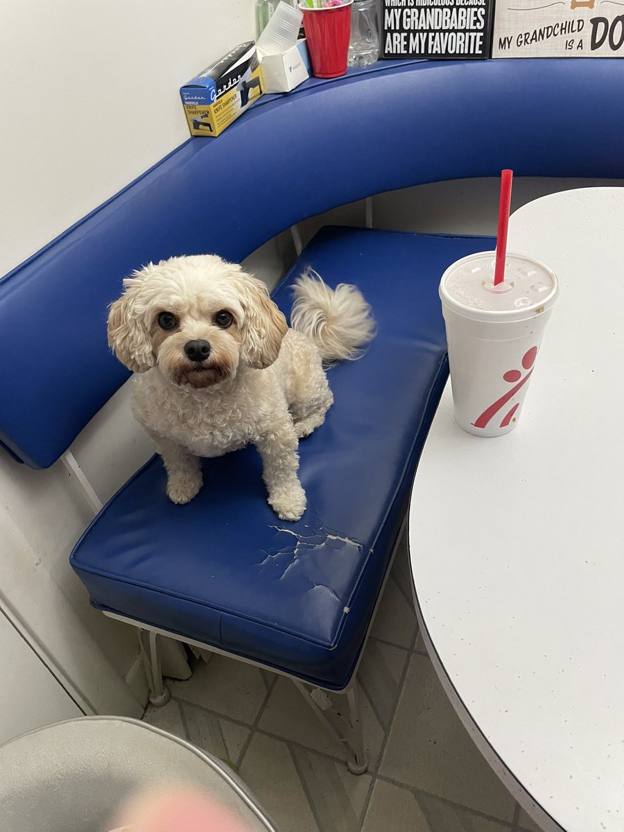 waldman1020's tweet photo. @ChickfilA Molly wishes for thumbs on this Monday evening. https://t.co/l1Jj90Nu7f