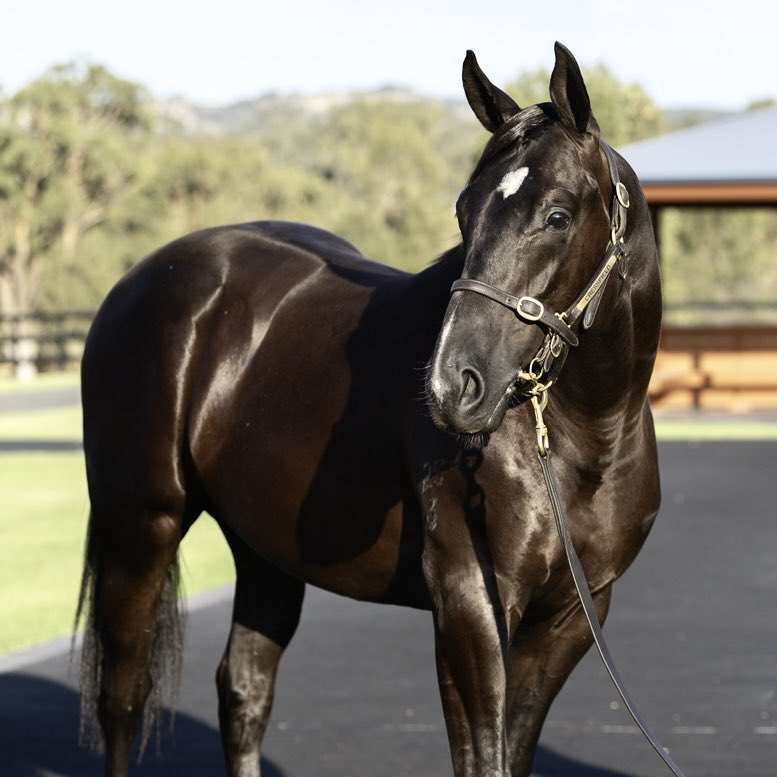 Boomer Bloodstock (@craigrounsefell) on Twitter photo Lot 3 - Maurice x Tamarind Lane (colt)
Striking early on Day 1 <a href="/mmsnippets/">Magic Millions</a> GC, delighted to secure this striking colt by Maurice out of Tamarind Lane for $220k from <a href="/Cressfieldstud/">Cressfield</a> for <a href="/HKJC_Racing/">HKJC Racing</a>. He’s a half-brother to G3 winner Extremely Lucky and will suit HK nicely 👌 Lot 3 - Maurice x Tamarind Lane (colt)
Striking early on Day 1 <a href="/mmsnippets/">Magic Millions</a> GC, delighted to secure this striking colt by Maurice out of Tamarind Lane for $220k from <a href="/Cressfieldstud/">Cressfield</a> for <a href="/HKJC_Racing/">HKJC Racing</a>. He’s a half-brother to G3 winner Extremely Lucky and will suit HK nicely 👌