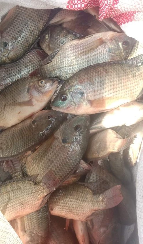 kgs_mashur's tweet photo. Selasa, 10/12/24,Kgs.m.mashur Luhkan Lebong.di Pokdakan Karya Maju Desa Sukau Datang I.Kecamatan Tubei panen ikan Nila sebanyak 35 kg dengan 6-8 ekor/kg,harga Rp. 22.000,-/kg
#GiatLuhkansatminkalBRPPUPPPalembang
#luhlapor
#Panen
#Lebong https://t.co/n9lDG0zDkM