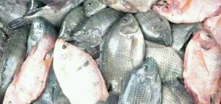 kgs_mashur's tweet photo. Selasa, 10/12/24,Kgs.m.mashur Luhkan Lebong.di Pokdakan Karya Maju Desa Sukau Datang I.Kecamatan Tubei panen ikan Nila sebanyak 35 kg dengan 6-8 ekor/kg,harga Rp. 22.000,-/kg
#GiatLuhkansatminkalBRPPUPPPalembang
#luhlapor
#Panen
#Lebong https://t.co/n9lDG0zDkM