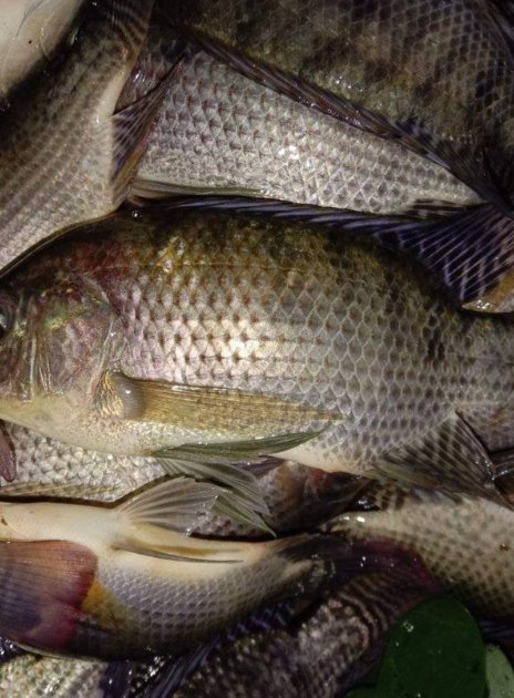 kgs_mashur's tweet photo. Selasa, 10/12/24,Kgs.m.mashur Luhkan Lebong.di Pokdakan Karya Maju Desa Sukau Datang I.Kecamatan Tubei panen ikan Nila sebanyak 35 kg dengan 6-8 ekor/kg,harga Rp. 22.000,-/kg
#GiatLuhkansatminkalBRPPUPPPalembang
#luhlapor
#Panen
#Lebong https://t.co/n9lDG0zDkM
