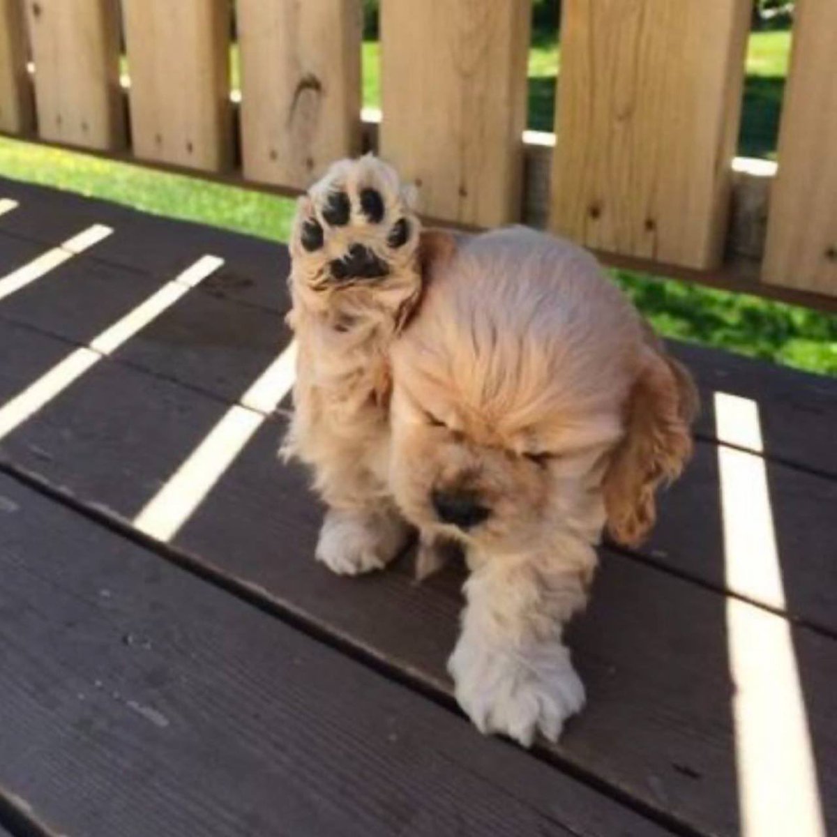 Web3Jedi ๐ฅ๐โญ๐ข (@raesofire) on Twitter photo <a href="/davidgokhshtein/">David Gokhshtein</a> $Amen
Bring the dogs ๐ back
Ca: 2WqHtXpMqgmMmFZVxVzkuhxQjvoJR3jdscnVyTampump <a href="/davidgokhshtein/">David Gokhshtein</a> $Amen
Bring the dogs ๐ back
Ca: 2WqHtXpMqgmMmFZVxVzkuhxQjvoJR3jdscnVyTampump